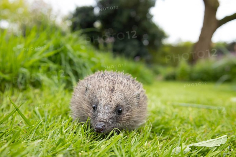 European hedgehog (Erinaceus europaeus) adult animal on a garden grass lawn, England, United Kingdom