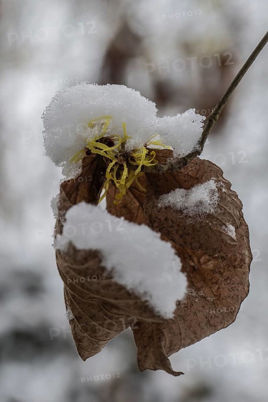 Witch hazel (Hamamelis mollis Pallida) in the snow, Emsland, Lower Saxony, Germany