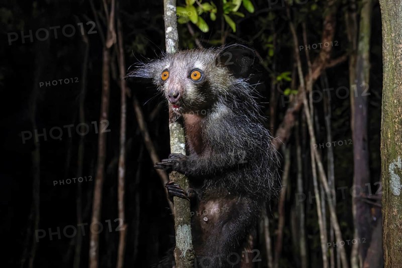 Aye-aye (Daubentonia madagascariensis) in the lowland rainforests of eastern Madagascar