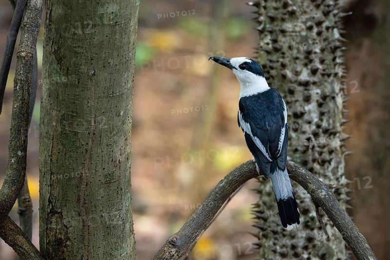 Hookbill vanga (Vanga curvirostris) in the Ankarafantsika dry forests in western Madagascar