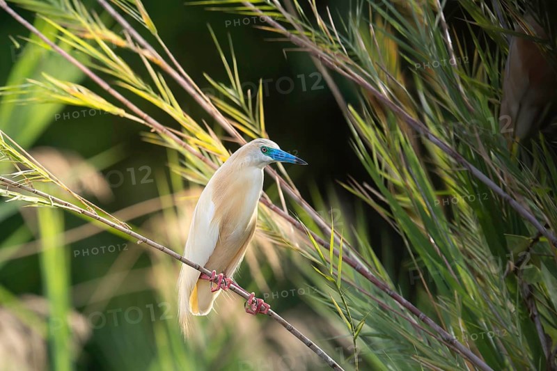 Squacco Heron (Ardeola ralloides) in the reeds of a lake in western Madagascar