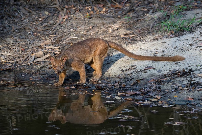 Fossa, Fossa creeping cat (Cryptoprocta ferrox) in the Kirindy dry forests of western Madagascar