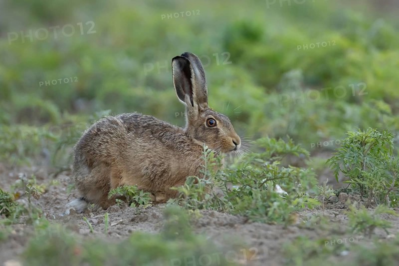 European brown hare (Lepus europaeus) adult animal in a farmland field in summer, England, United Kingdom