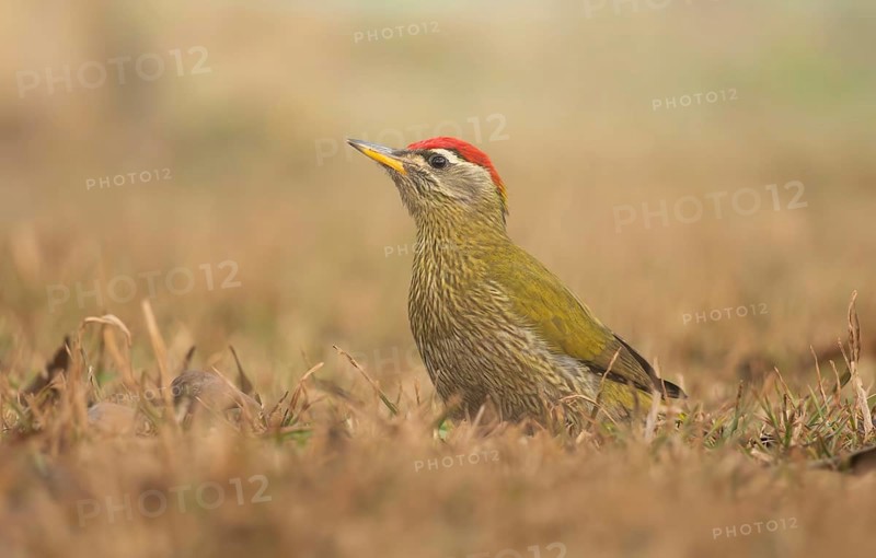 A male Streak-throated Woodpecker (Picus xanthopygaeus) is standing on the grass. Sreepur, Gazipur, Bangladesh