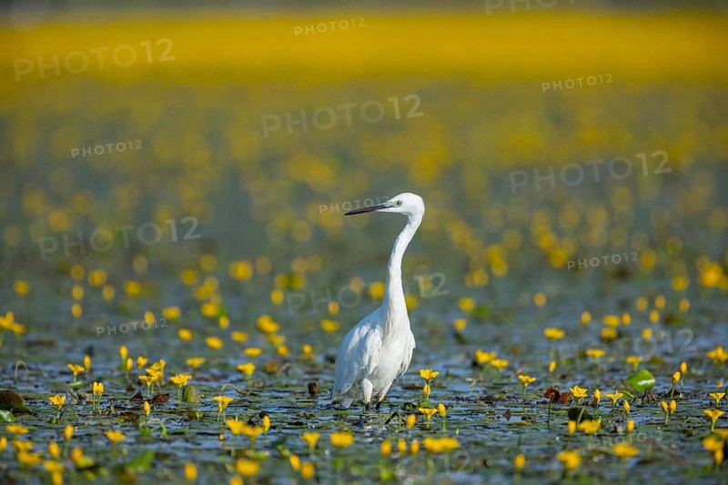 Little Egret (Egretta garzetta) Hungary