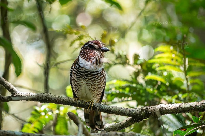 A Short-Legged Gound-Roller (Brachypteracias leptosomus) in the rainforests of eastern Madagascar
