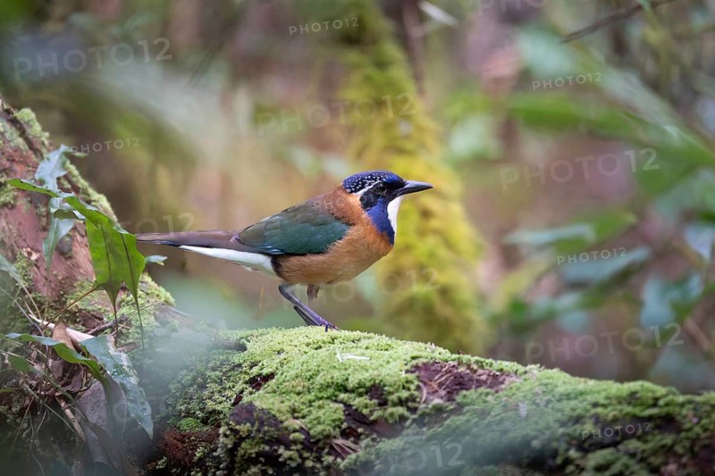 Pitta-Like Ground Roller, Blue-headed Roller (Atelornis pittoides) in the rainforests of eastern Madagascar