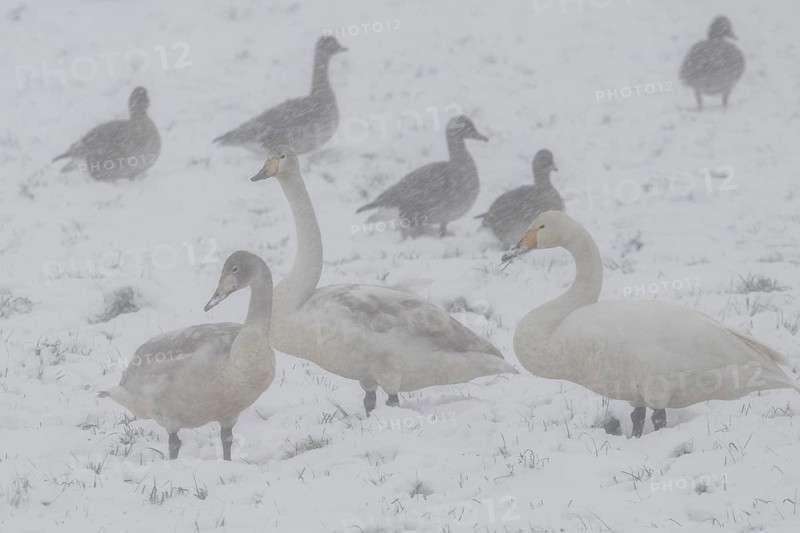Whooper swans (Cygnus cygnus) and grey geese (Anser anser) in the snow, Emsland, Lower Saxony, Germany