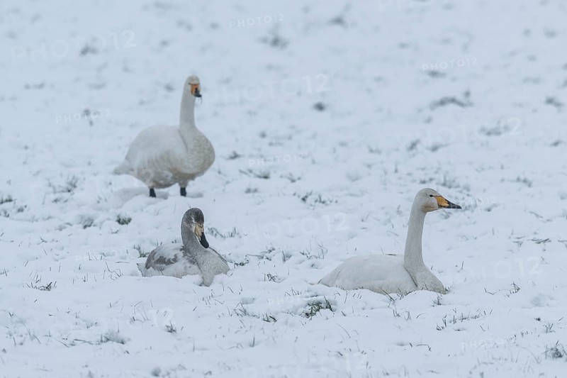 Whooper swans (Cygnus cygnus) in the snow, Emsland, Lower Saxony, Germany