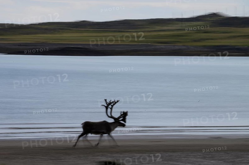 Kiberg, Troms, Norway, Blurred reindeer (Rangifer tarandus) in dynamic movement on the beach of the Barents Sea in a natural landscape