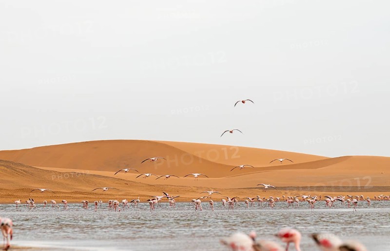 Lesser Flamingos (Phoeniconaias minor) in flight in front of the Namib Desert with lagoon, Walfish Bay, Erongo, Namibia