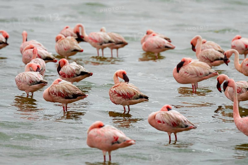 Lesser Flamingos (Phoeniconaias minor) in a lagoon, Walfish Bay, Erongo, Namibia