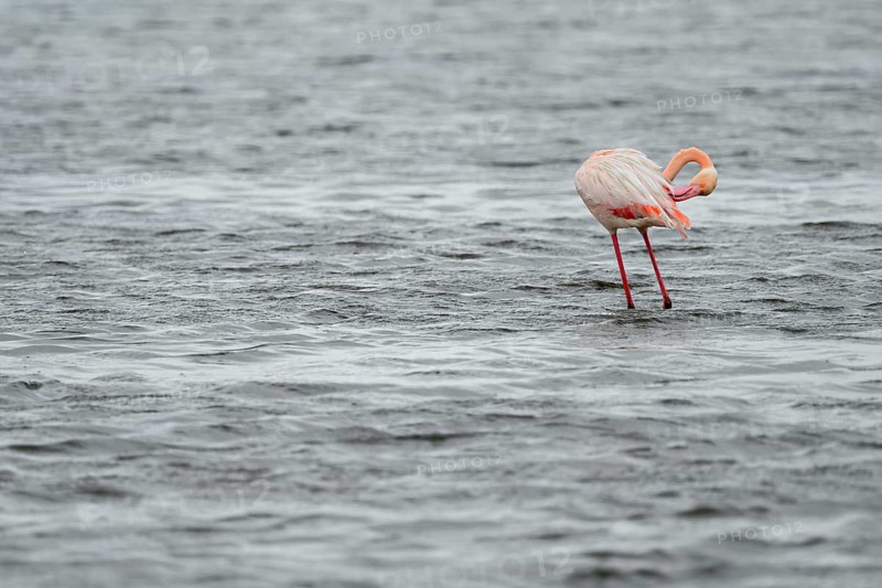 Pink flamingo (Phoenicopterus roseus) in a lagoon, Walfish Bay, Erongo, Namibia