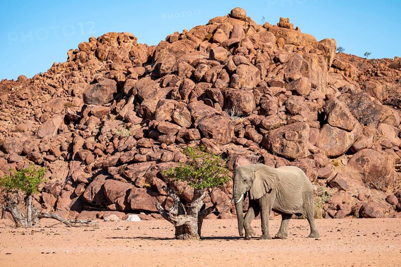 African elephant (Loxodonta africana), desert elephant, riverbed of the Ugab River, Damaraland, Kunene region, Namibia