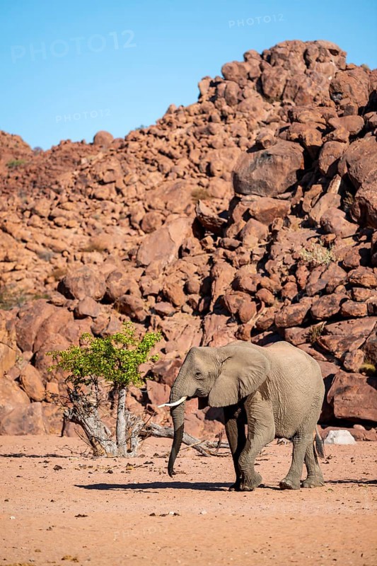 African elephant (Loxodonta africana), desert elephant, riverbed of the Ugab River, Damaraland, Kunene region, Namibia