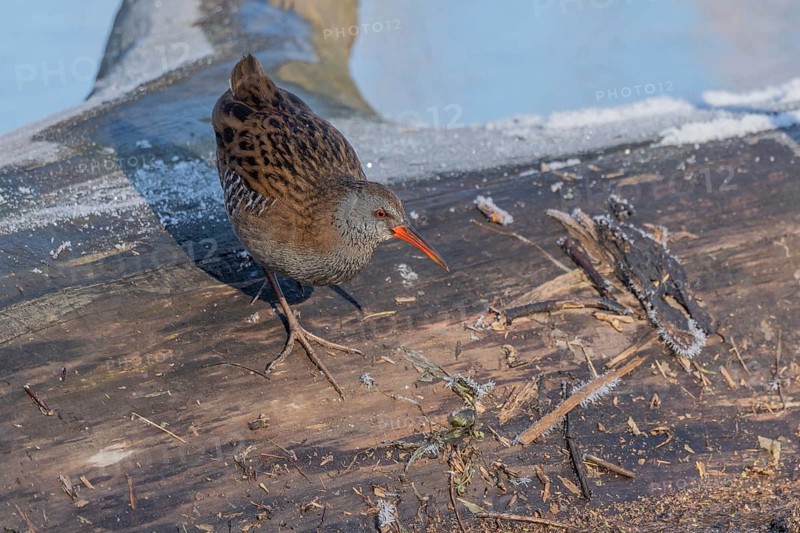 Water Rail (Rallus aquaticus) runs along a branch at the edge of the water in the moor. The sun is shining on the landscape and birds are looking for food
