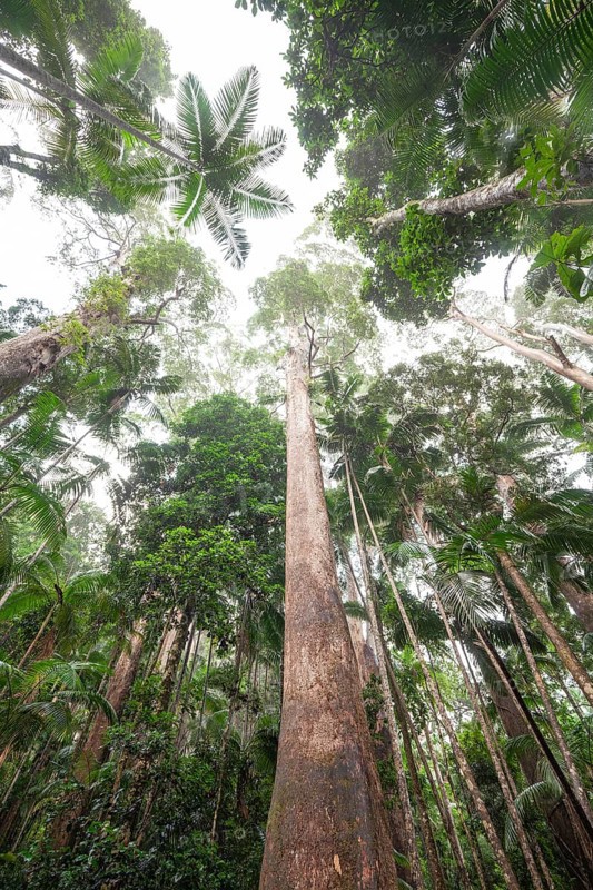 Upward view into ancient Gondwana forest canopy at Minyon Falls track, Lismore, Nightcap National Park, New South Wales, Australia