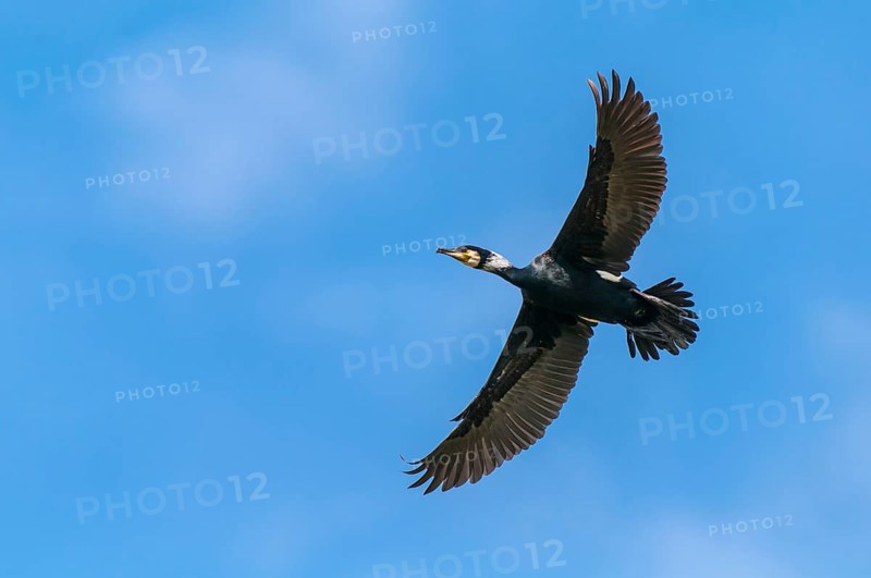 Cormorant (Phalacrocorax carbo) in flight, Stralsund, Mecklenburg-Western Pomerania, Germany