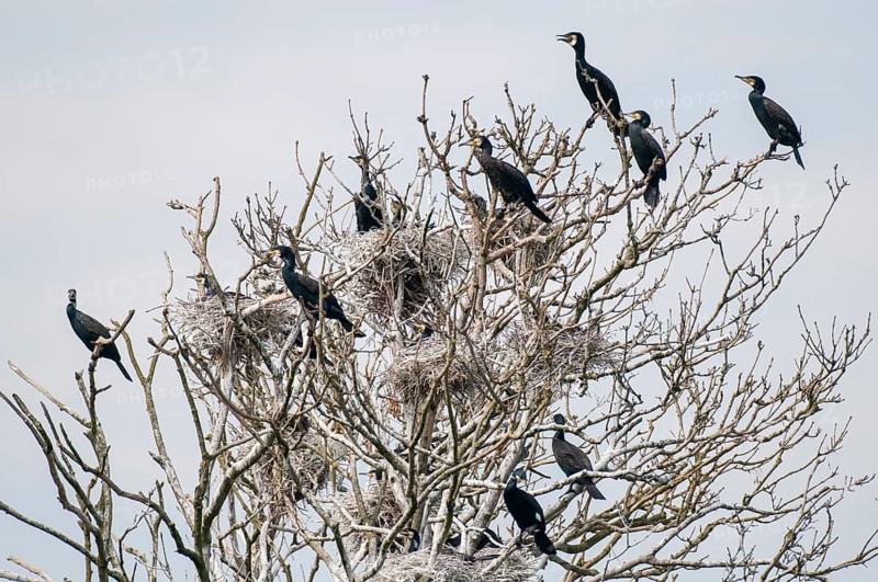 Cormorant (Phalacrocorax carbo) in the breeding colony, Stralsund, Mecklenburg-Western Pomerania, Germany