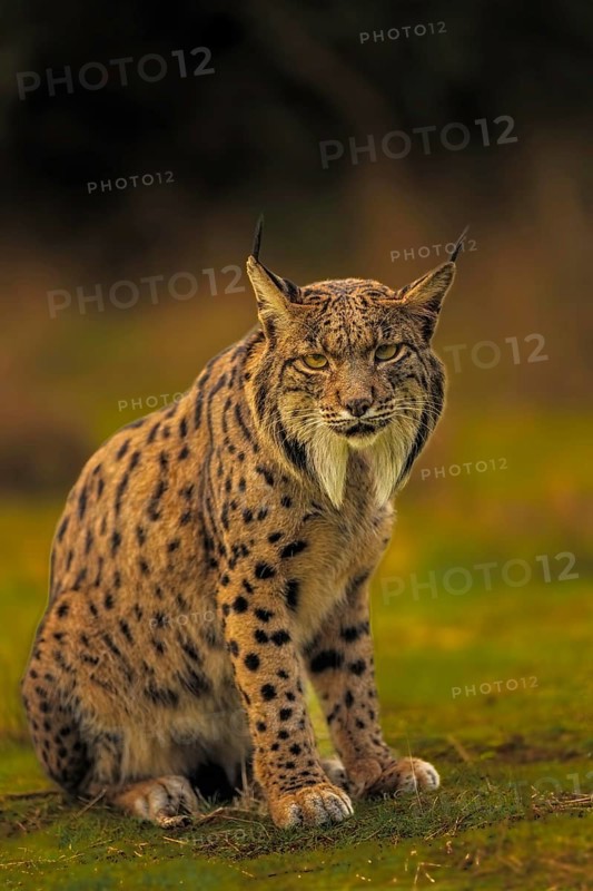 Common Lynx, Iberian Lynx, Lynx pardinus, Castilla La Mancha, Spain
