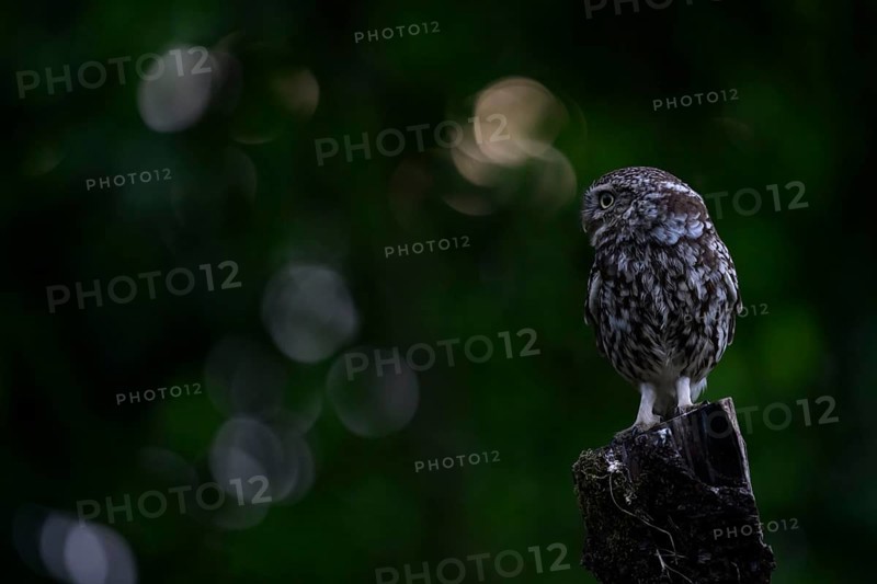 A little owl (Athene noctua) sitting alone on an old willow pole in front of a soft green background surrounded by some bouquet patterns, Osnabrücker Land, Lower Saxony, Germany
