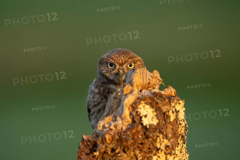 Little owl (Athene noctua) on tree trunk, bird, Race, Slovenia