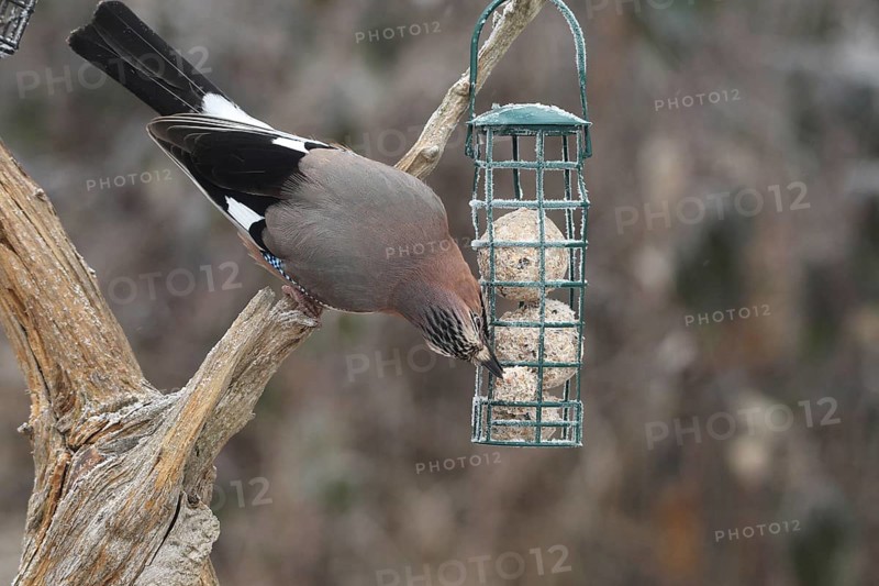 Eurasian jay (Garrulus glandarius) at winter feeding in the forest, Allgäu, Bavaria, Germany, Allgäu, Bavaria, Germany