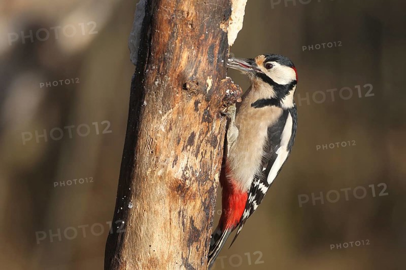 Great spotted woodpecker (Dendrocopos major) male at winter feeding in the forest, Allgäu, Bavaria, Germany, Allgäu, Bavaria, Germany