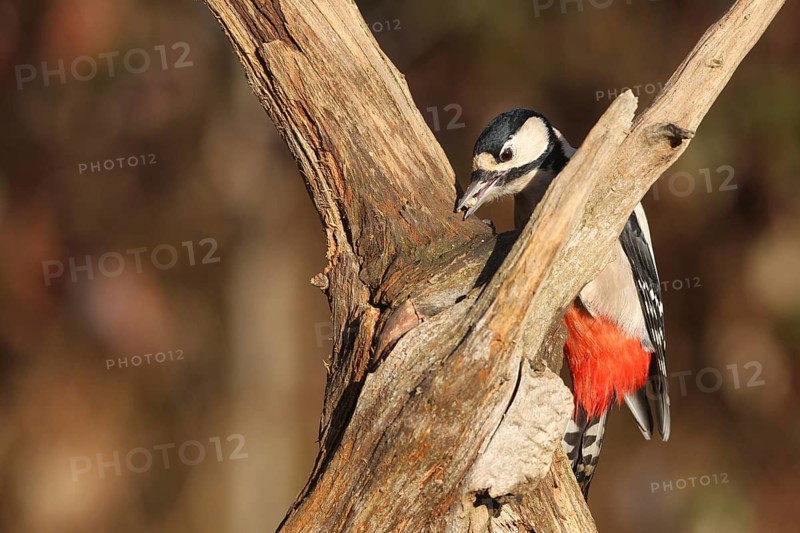 Great spotted woodpecker (Dendrocopos major) at winter feeding in the forest, Allgäu, Bavaria, Germany, Allgäu, Bavaria, Germany
