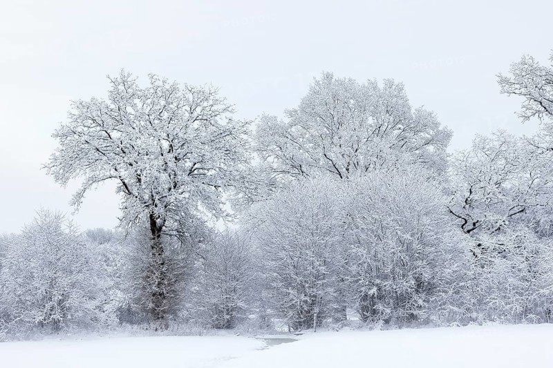 Trees covered with snow and ice in a winter landscape with fog, Schleswig-Holstein, Germany