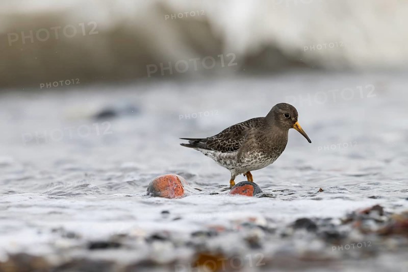A common sandpiper (Calidris maritima) stands in shallow water surrounded by hectic wave foam, Helgoland, Schleswig-Holstein, Germany