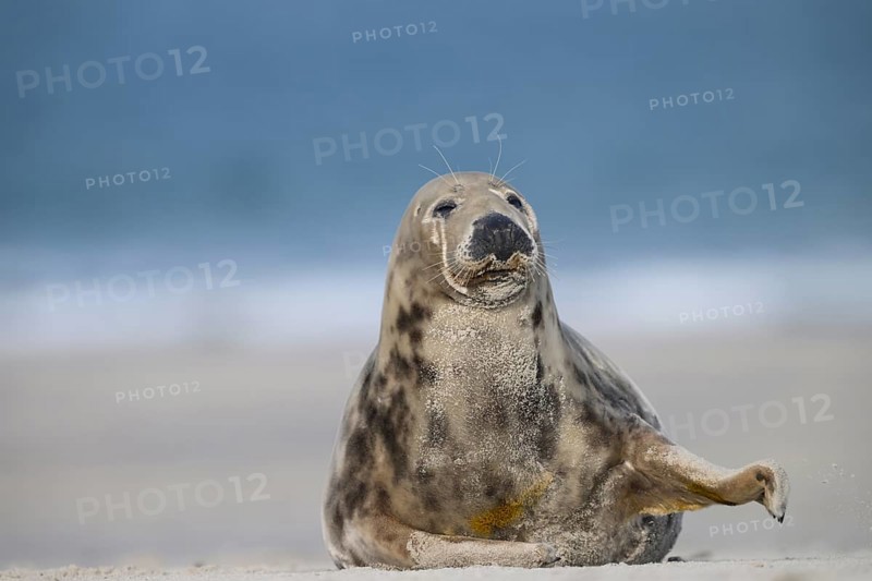 A grey seal (Halichoerus grypus) rests relaxed on the beach, with the background of the calm sea, Heligoland, Schleswig-Holstein, Germany