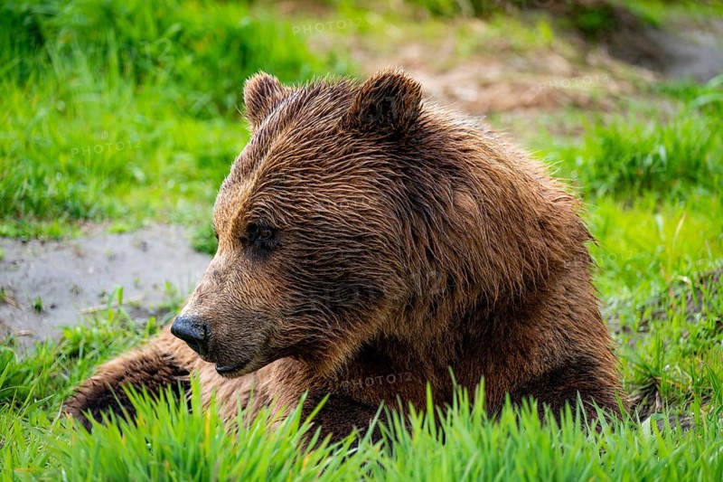 Brown bear (Ursus arctos), animal portrait, Alaska, USA