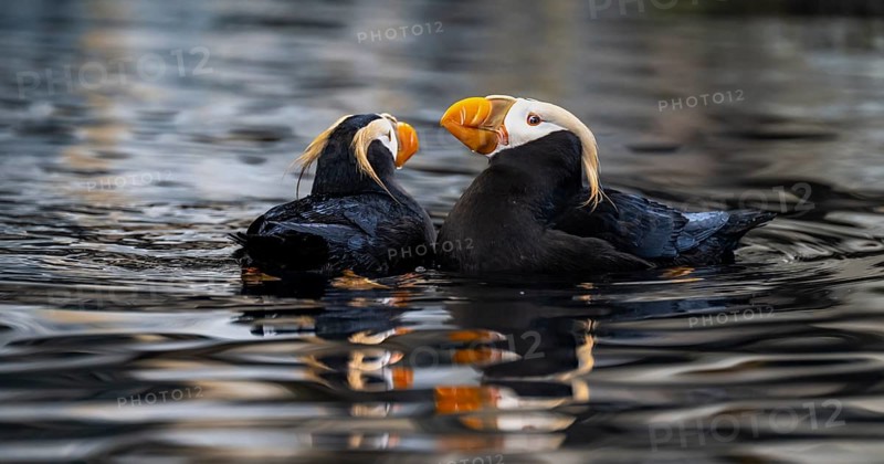 Yellow-crested Puffin (Fratercula cirrhata), two birds swimming in the water, Alaska, USA