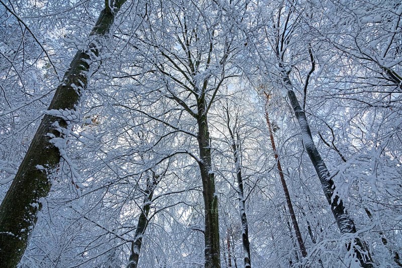 Snowy trees, treetops, forest, snow, winter, Sieversen, Samtgemeinde Rosengarten, Lower Saxony, Germany
