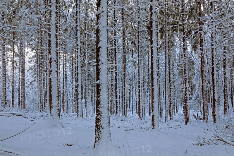 Snowy trees, tree trunks, forest, snow, winter, Sieversen, Samtgemeinde Rosengarten, Lower Saxony, Germany