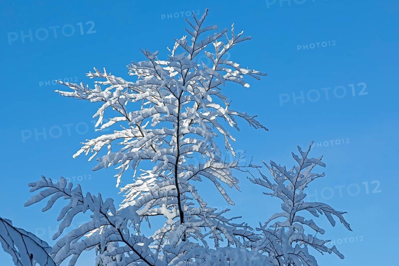 Snowy tree, snow, winter, Sieversen, Samtgemeinde Rosengarten, Lower Saxony, Germany