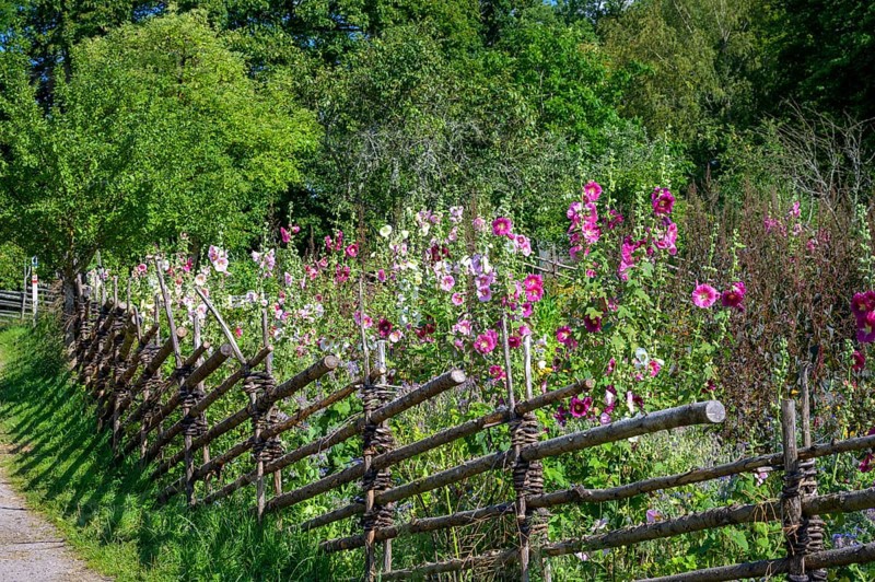 A picturesque garden with flowers and a rural house in the background, the colorful cottage garden vegetable garden of the famous botanist and taxonomist Carl von Linne with a rustic wooden fence under a blue sky, Linnes Rashult, Rashult, Diö, Kronobergs län, Sweden