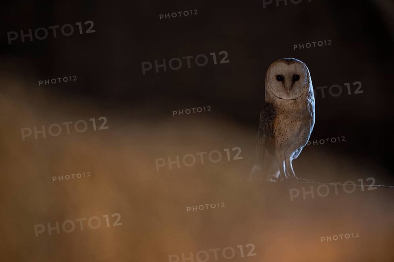 A barn owl (Tyto alba) sits in a dark environment and radiates a mysterious atmosphere, East Westphalia, North Rhine-Westphalia, Germany