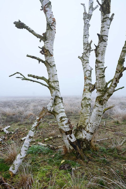 Birches in winter Rehdener Geestmoor in fog, Diepholzer Moorniederung, Rehden, Lower Saxony, Germany