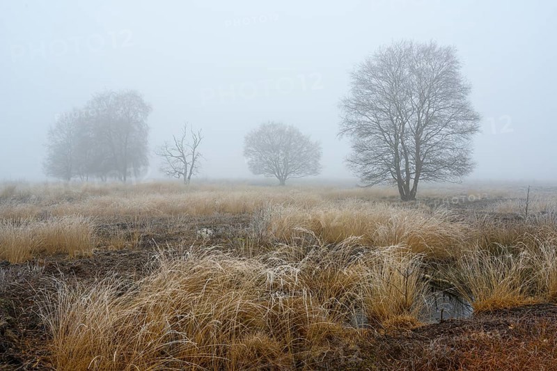 Birches in winter Rehdener Geestmoor in fog, Diepholzer Moorniederung, Rehden, Lower Saxony, Germany