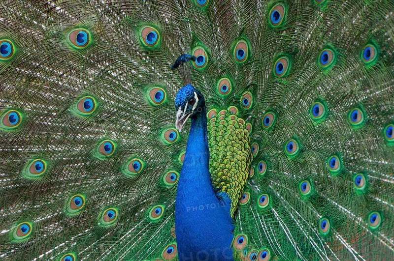 Peacock (P. scalloped ribbonfish) in ornamental plumage, Vechta, Lower Saxony, Germany