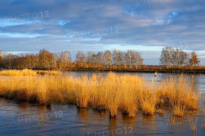 Wide, wintry Goldenstedt moor with pipe grass in the evening light, Goldenstedt, Lower Saxony, Germany
