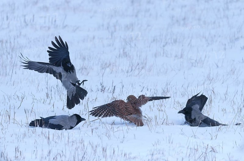 Female Common Kestrel (Falco tinnunculus) being attacked by hooded crows (Corvus cornix) on the ground in the snow. Berlin, Germany