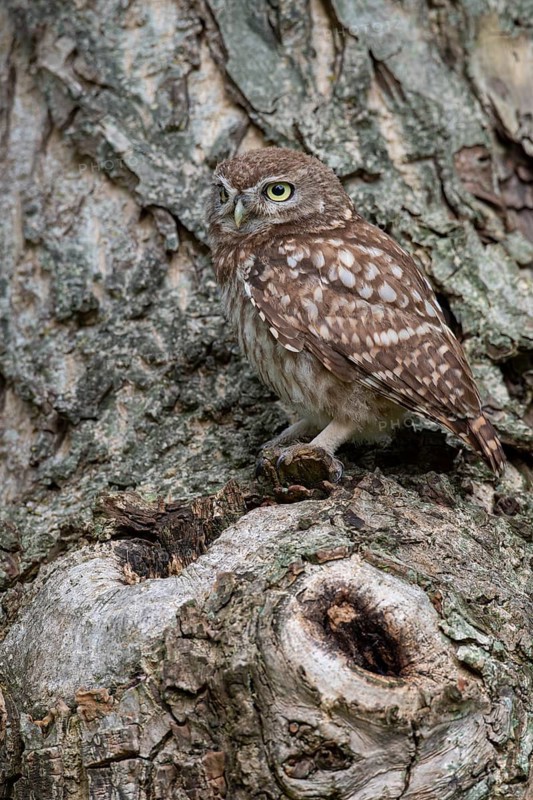 Little owl (Athene noctua), Vechta, Lower Saxony, Germany
