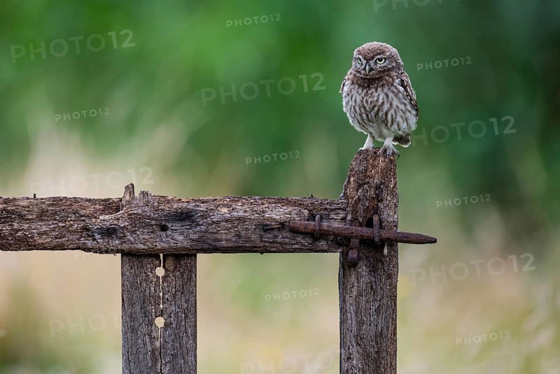 Little owl (Athene noctua), Vechta, Lower Saxony, Germany