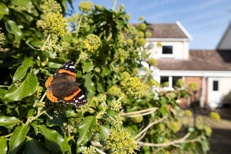 Red admiral butterfly (Vanessa atalanta) adult insect feeding on Ivy flowers in a garden with a house in the background in summer, England, United Kingdom