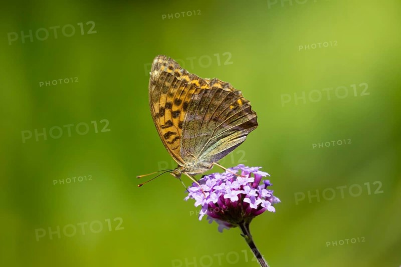 Silver-washed fritillary butterfly (Argynnis paphia) adult insect feeding on a garden Verbena bonariensis flower in summer, England, United Kingdom
