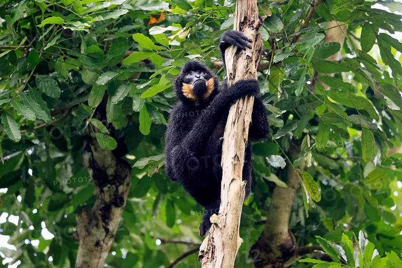 Southern yellow-cheeked gibbon (Nomascus gabriellae), adult, male, sitting, on tree, alert, Southeast Asia