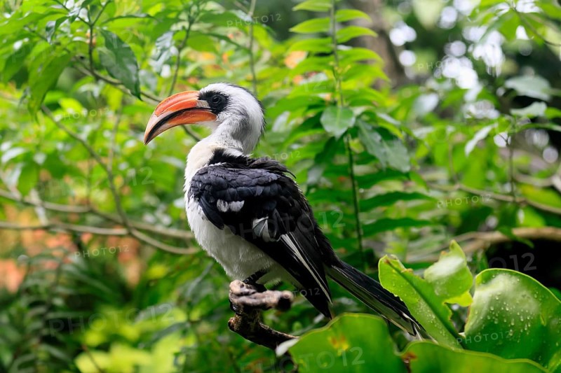 Von der Decken-Hornbill (Tockus deckeni), adult, male, on tree, vigilant, East Africa